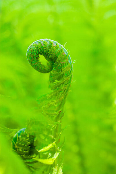 Before morning in-field, where a green fern and beautiful nature