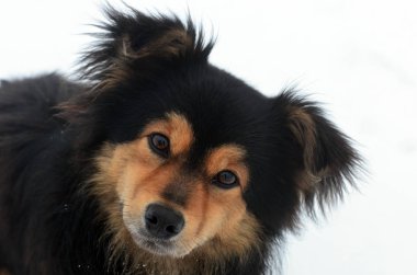 sevimli köpek portre ve kar taneleri
