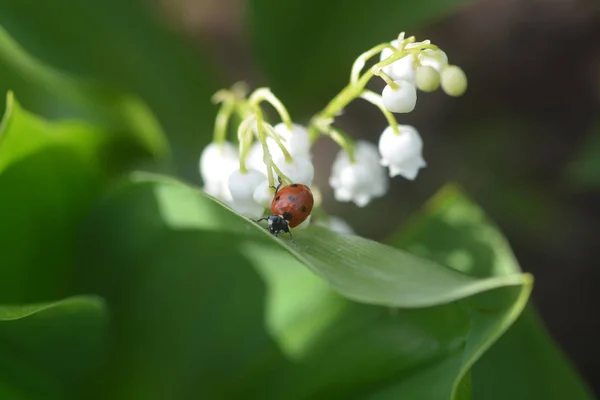 Coccinelle Sur Lis Vallée — Photo