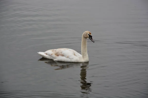 Молодой Лебедь Плавает Озере — стоковое фото