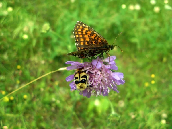 Papillon Bourdon Sur Une Fleur — Photo