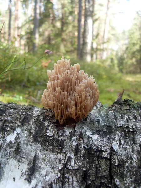 Paddestoelen Boom Het Bos — Stockfoto