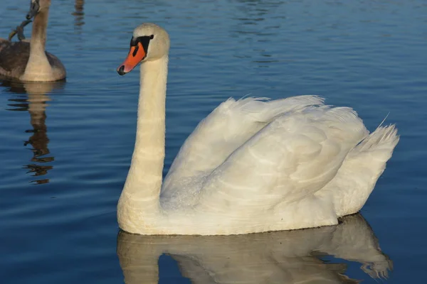 Witte Zwaan Het Meer — Stockfoto