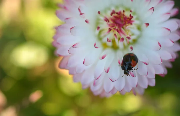 公园里的粉红花朵上有一只漂亮的瓢虫 — 图库照片
