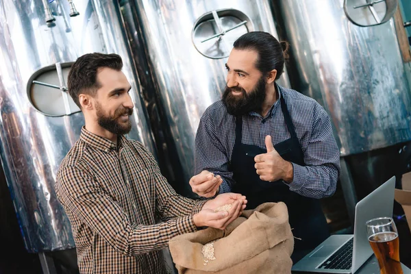 Dois Homens Barbudos Verificando Qualidade Trigo Cervejaria — Fotografia de Stock