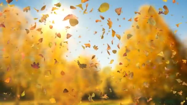 Realistic Autumn Leaves Flying Viewer Vivid Autumn Colors Warm Sun — Stock Video