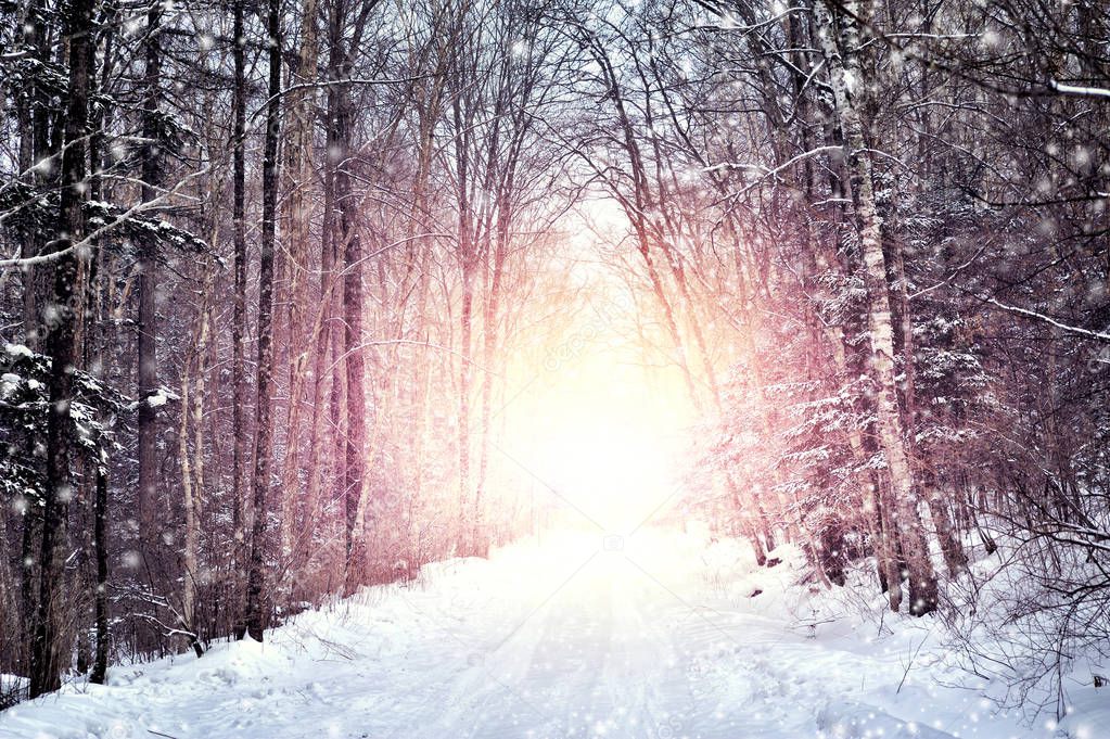 background of winter forest road and sunlight in the center