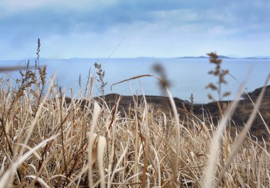 Kuru çimenler yakın, kurak çayırların kasvetli manzarası 