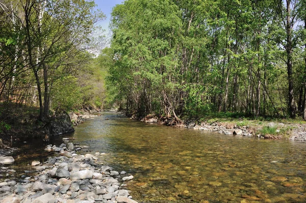 landscape of forest wild river