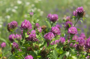 Kırmızı yonca çiçek tarlası