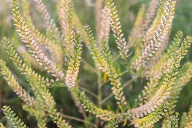 Doğal arka plan, alandaki bitki ot