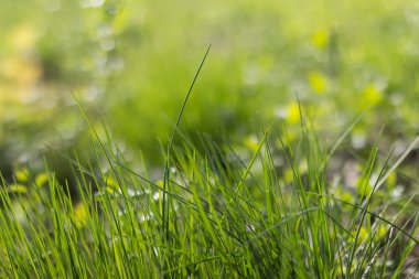 Taze yeşil çim bokeh arka plan
