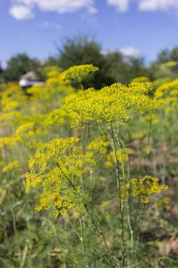 Bahçede çiçek açan dereotu sarı çiçek