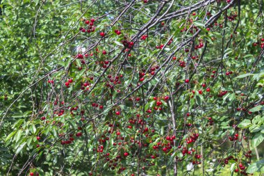 Taze olgun kiraz dallar Bahçe