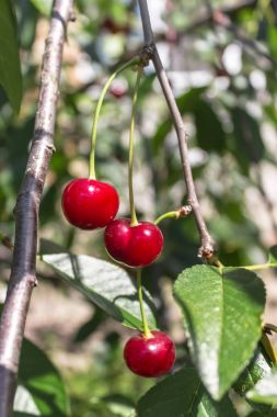 Taze olgun kiraz bahçesinde dalı