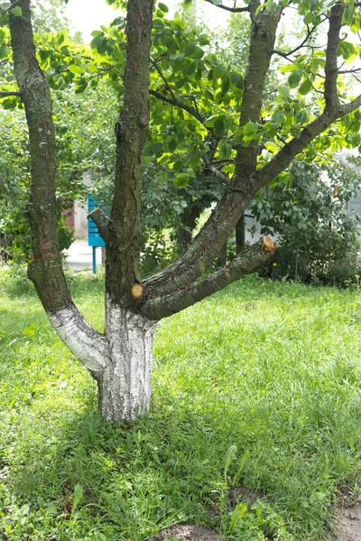 Kesilmiş meyve ağacı bahçede silinen