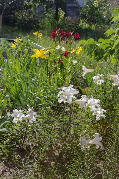 Bahçe, flowerbed, rustik kırsal çeşitli lilyum
