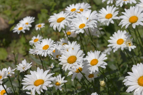 Beyaz papatya flowerbed