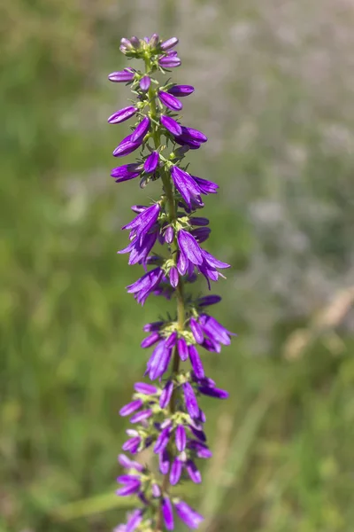 Lila bell flower, Stor blåklocka, blåklocka i fältet — Stockfoto