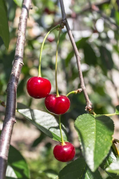 Taze olgun kiraz bahçesinde dalı