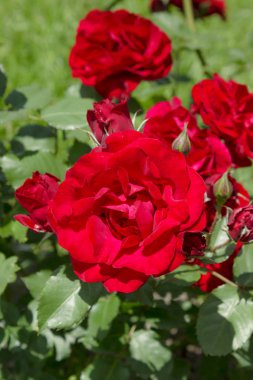 Kırmızı bahçe gül