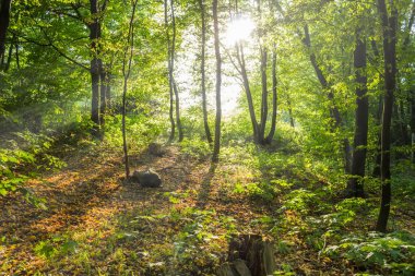 Güneşli yeşil ağaçlar, yaz orman, gölgeler, ışık ışınları