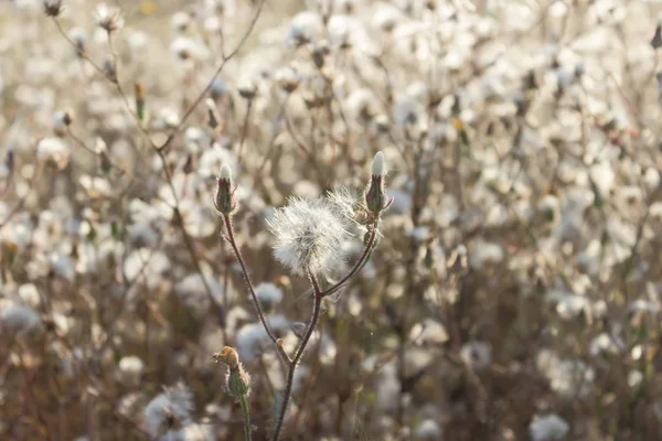 Kabarık ekmek thistle, tavşan thistle, seedheads, doğal arka plan