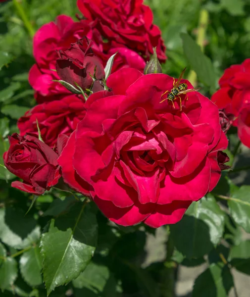 Czerwone róże ogrodowe WASP — Zdjęcie stockowe