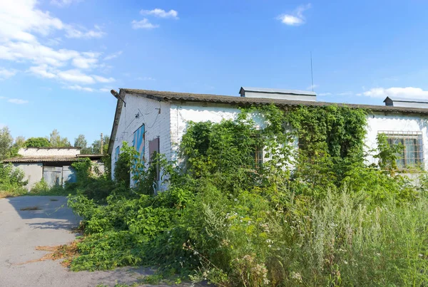 Terk edilmiş cowshed, cowhouse, ahırın, sürünen şerbetçiotu ile kapalı ahır