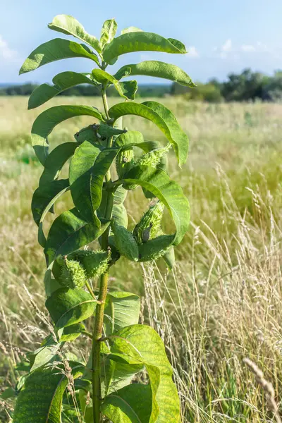 Virginia silkweed, asclepias syriaca, ortak süt kardeş