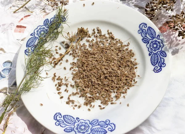 Dere otu tohumu bir tabağa yakın çekim