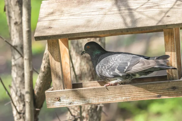 Holubí holubice v dřevěných birdfeeder na stromě — Stock fotografie