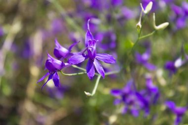 Larkspur çiçekler, mor çayır kır çiçekleri forking menekşe