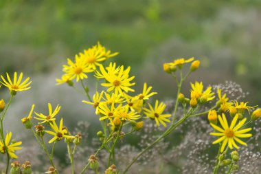 Sarı çiçekler, papatyalar, alan çayır kır çiçekleri