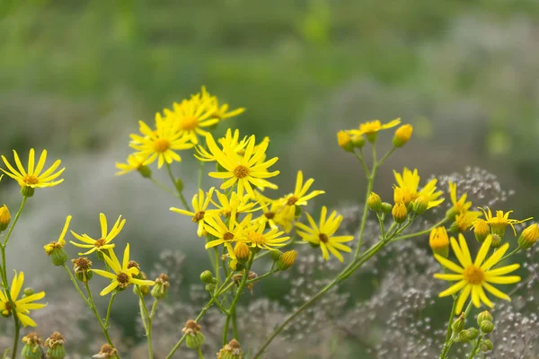 Sarı çiçekler, papatyalar, alan çayır kır çiçekleri