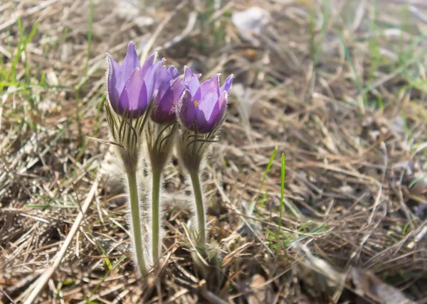 Pasque çiçek, Pulsatilla, vahşi mor çiçekler bahar ormandaki