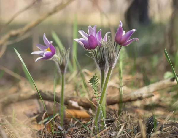 Pasque çiçek, Pulsatilla, vahşi mor çiçekler bahar ormandaki