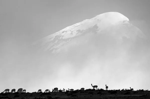 Стадо Лам Огромном Вулкане Чимборасо 6268 Метров Вершина Самая Близкая — стоковое фото