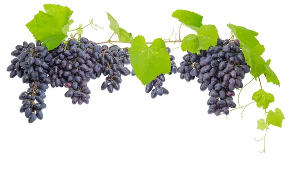 Aglomerados de uvas azuis, pendurados e a videira — Fotografia de Stock