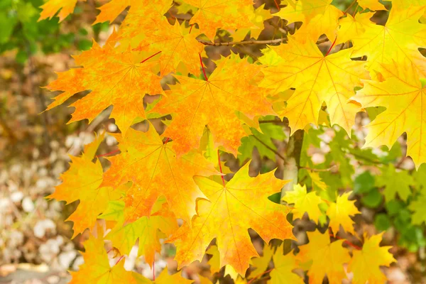 Branche de l'érable d'automne dans la forêt — Photo