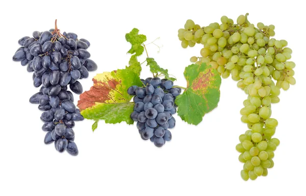 Three clusters of various table grapes on a light background — Stock Photo, Image