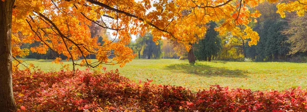 Glade en el parque de otoño con ramas de roble en primer plano —  Fotos de Stock