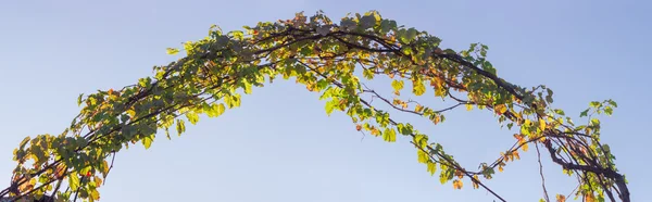 Kemer, sonbahar yaprakları ile üzüm sapları ikiz — Stok fotoğraf