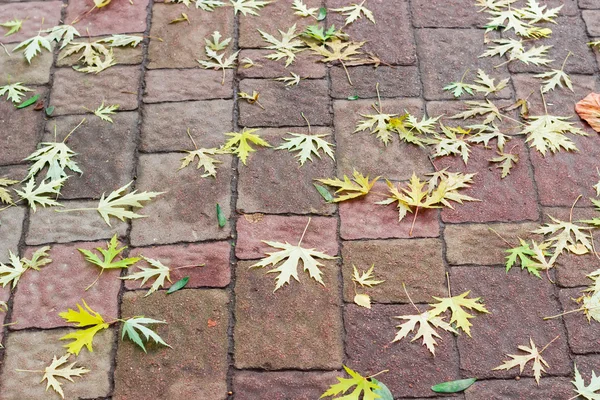 Fundo de folhas de bordo caídas em um footway — Fotografia de Stock