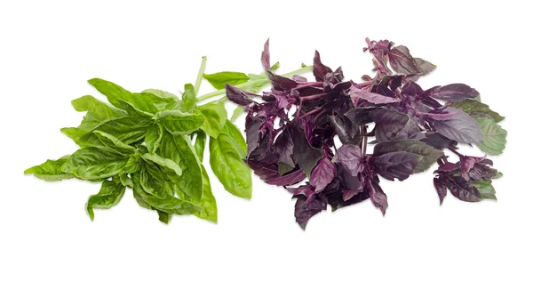 Bundle of green and purple basil on a light background — Stock Photo, Image