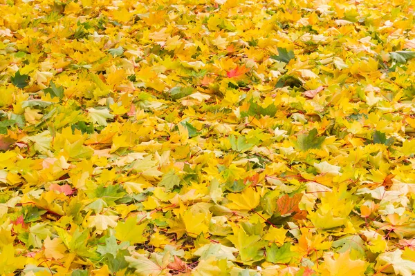 Fondo de hojas de arce varicoloradas caídas — Foto de Stock