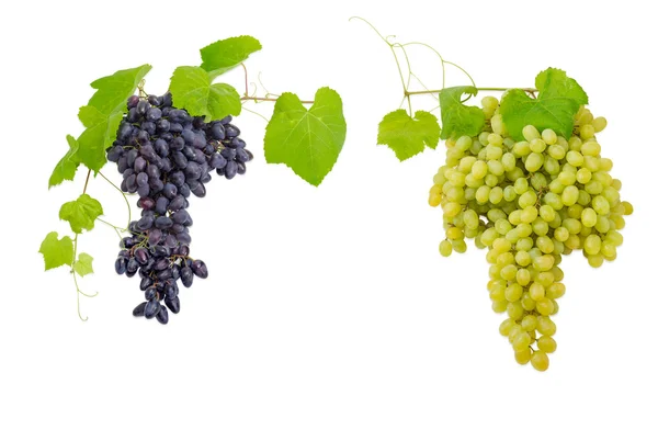 Aglomerados de uvas de mesa azuis e brancas sobre fundo claro — Fotografia de Stock