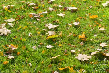 Arka plan bir çim çimen ve sonbahar yaprakları ile