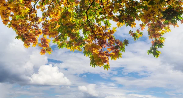 Ramas de arce con hojas de otoño en el fondo del cielo —  Fotos de Stock