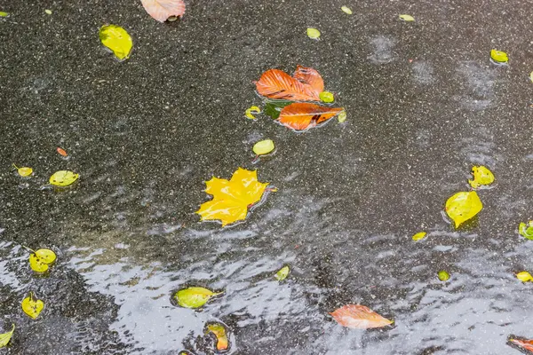 Fond de enduit d'asphalte d'eau avec des feuilles mortes humides — Photo